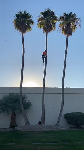 Palm tree trimming #fyp #climber #professional #arborist #treeservice #arboleros #tree