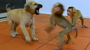 Funny Cute Baby ALDO Monkey and Baby CLARE Monkey | Baby AVA Monkey mod