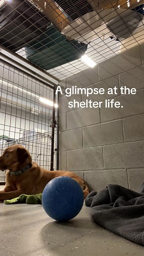 A Glimpse into Iris's Shelter Life
