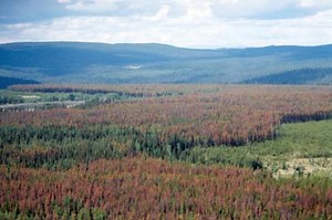 The Mountain Pine Beetle Is Killing Off Forests  | Earth And The Environment