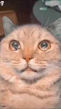Do Cats Cry When They're Sad 😢?
