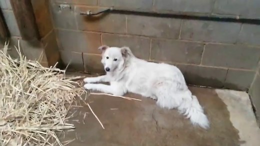 Pups play at the Australian Working Dog Rescue farm | Daily Mail Online