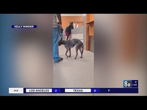 'I wanted to cry,' Pit bull adopted from The Animal Foundation returned neglected and abused