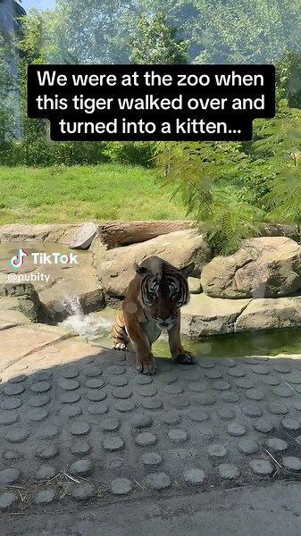 Tiger Turns Kitten While Cuddling at the Zoo