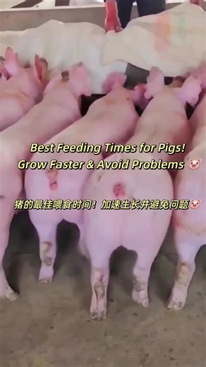 2 Best Times to Feed Fattening Pigs | Save Feed Cost #PigFeedingTime #FastGrowPig #FatteningPigTips#PigFeedFormula#上热门