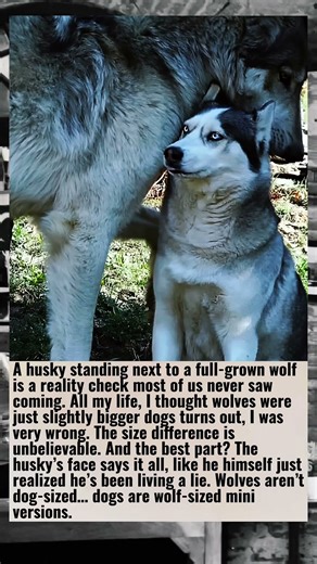 Husky Meets Wolf… and His Face Says Everything