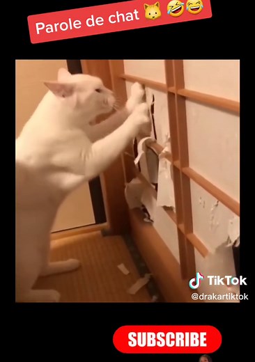 Parole de chat 🐱 🤣😂 #paroledechat #chien #chat #pourtoi #surprise #animaux #animal #cat #dog #drakar #tiktok #best #moment