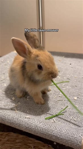 Cuteness Overload: Adorable Quotes for Pet Lovers