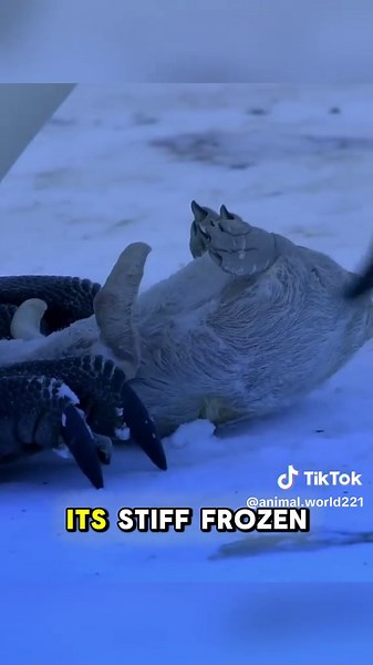 Heartbreaking Tale of a Lost Baby Penguin