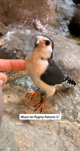 There is an awesome documentary on #netflix called #Animal and has a birds of prey part about Pygmy falcons like Xerxes here #pygmyfalcon #zootimes #lovehim #myhandsomeboy #xerxes | Thenatureofitall