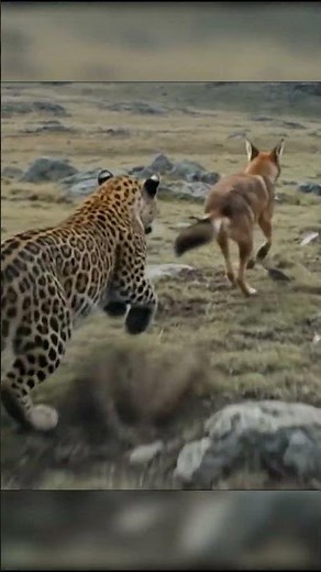 Ethiopian Wolf: The Harsh Battle for Survival at an Altitude of 3,000m