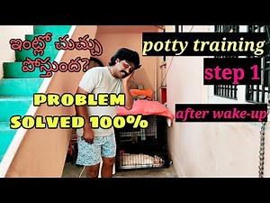 potty training with a Lab, How to teach your dog for potty.