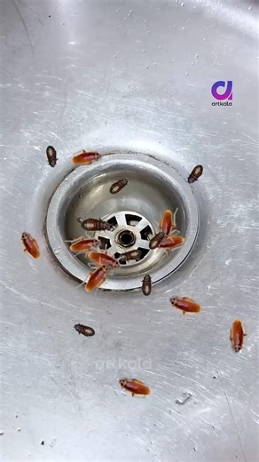 DIY Cockroach Killer !!! 😍 #cockroach #insects #cockroachkiller
