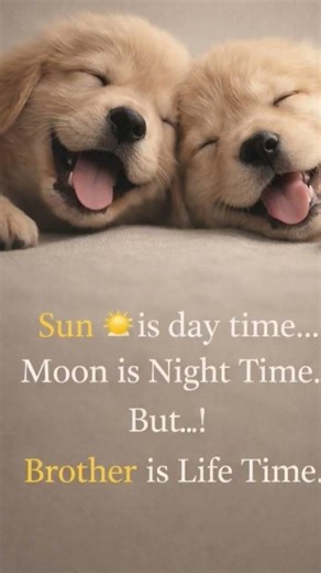 Brotherhood is for a Lifetime 🐾❤️