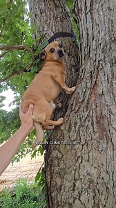Minion makes an executive decision #narrowayhomestead #theoneandonlyminion #helper #forman | Nate Petroski