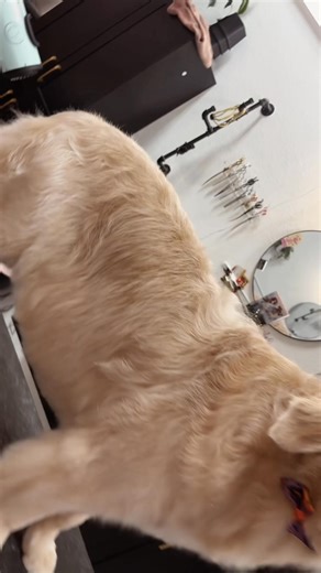 Kalin, our newest groomer-in-training! 🐩💖 She had the best day giving handsome Watson a spa day at The Sarasota Dog Salon! ✨ Because every pup deserves to strut out feeling fabulous every time 💅🐾 #GroomerInTraining #WatsonTheCutie #TheSarasotaDogSalon | The Sarasota Dog Salon