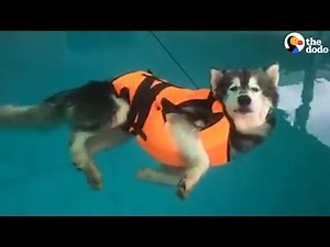 Husky Floats In Pool