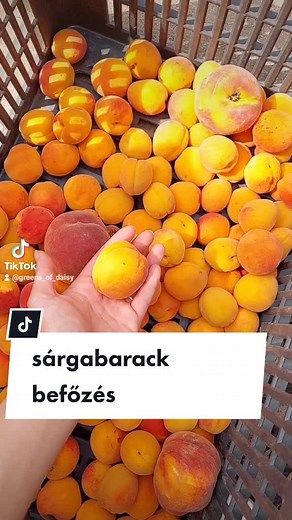 Sárgabarack Befőzés: Sajnos Kevés Termett Idén 🍑