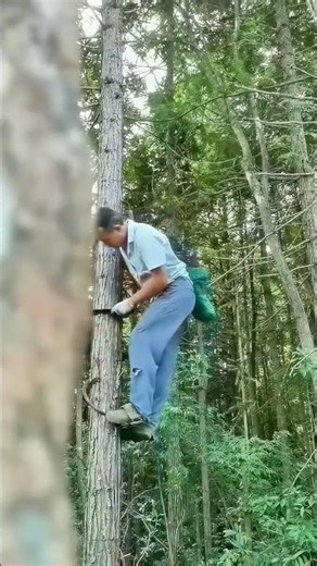 Forest “Undressing”! Watch how this uncle effortlessly peels off the entire bark