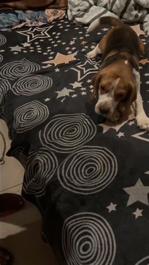 Noddy#cutedog#doglover#youtubeshorts 🩷