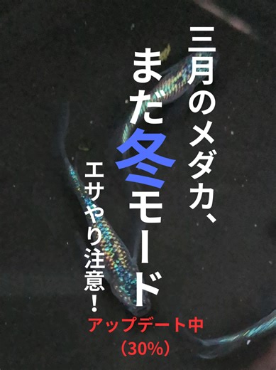 メダカの春の準備と注意点について