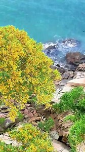 3.9K views · 3.7K reactions | Golden blooms light up the trees, marking the start of early summer! The acacia confusa in Huangqi, Lianjiang, Fuzhou, are now in their prime flowering season! | 國際日報 国际日报 | Facebook