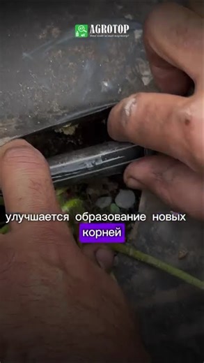 Удобрение Фульви Топ