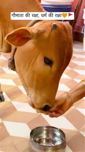 गौमाता की रक्षा, धर्म की रक्षा🙏🏻#gaumatavideo #gausewa #cow #sanatanhindu #gaumatavideo #shorts