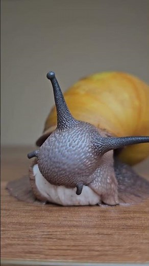 Archachatina marginata icterica Ślimak afrykański