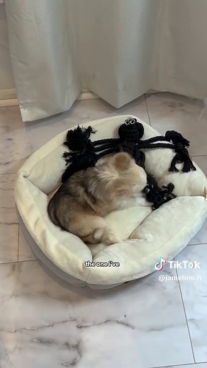 Jameline H ✨ on TikTok