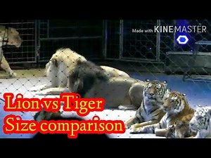 Lion vs Tiger | Size comparison