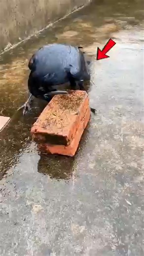 How Can Wolves Survive in the Snow_ 😳 | Viral Paws