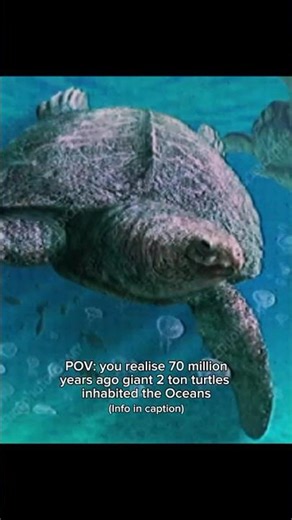 Archelon is an extinct marine turtle #marinemystery #extinctanimals #carnivores #horror