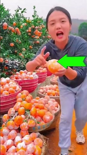 China Orange Farming 🍊 High-Yield Hybrid Orange Cultivation #shorts