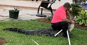 Huge gator removed from Florida swimming pool