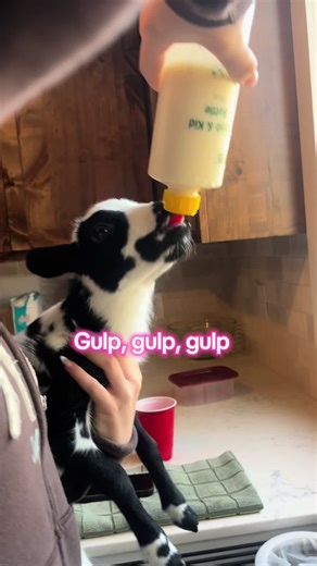 She’s trying to eat everything. Lol#lambs #babysheep #lambsoftiktok #sheeps #sheepoftiktok