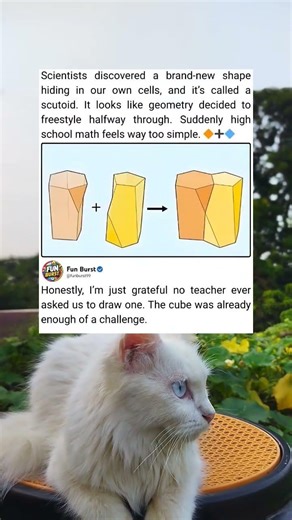 A New Cell Shape Discovery — Explained Simply (So Cool!)