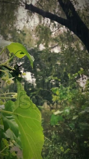 빗소리에 기대어 쉬어가는 시간ㅣNoise Blocker Rain | Block Tinnitus & Traffic Noise