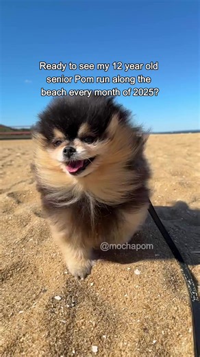 Pomeranian Dog Flying Fun in Autumn