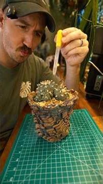 How to Water Cacti
