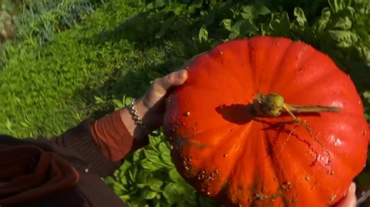 La courge, le bon goût de l'automne