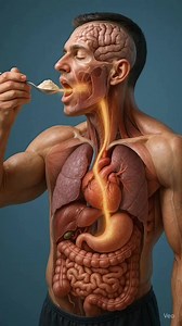 18K views · 57 reactions | Protein Powder Inside Body Animation 溺”珞#humanbody #anatomy #health #sciene #aiart | Human Facts | Facebook