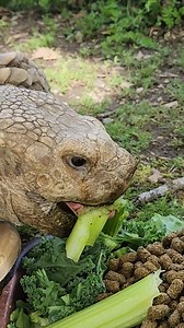 13K views · 681 reactions | Get after it, Big Ed—get that celery! And Happy World Turtle Day. | Franklin Park Zoo | Facebook