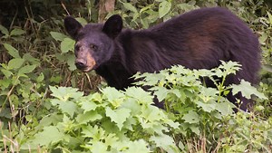 Judge bans Tellico Plains men from hunting for baiting bears in Cherokee National Forest