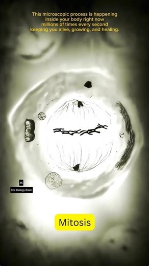 Watch a Cell Divide in Real Time! | Mitosis #mitosis #biology #shorts