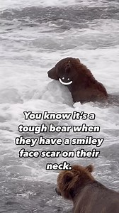 You know it’s a tough bear when they have a smiley face scar on their neck. ••••••••••••••••••••••••••••••••••••••••••••••••••••• * * * * * #NaturalAKBeauty #brownbear #SonyAlpha #BBCWildlifePOTD #EarthCapture #TravelAlaska #alaskaproud #naturealaska #akwildlife #marvelous_animals #iFlyAlaska #national_park_photography #wildlifeplanet #naturegeography #TheBest_Capture #ourplanetdaily #wildlife #alaskadaily #AnimalElite #alaska #GetOutside #yourshotphotographer #SharingAlaska #nationalparkwonders