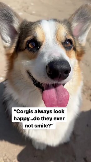 TikTok · Brady & Graffiti the Corgis