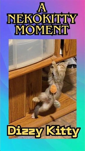 BEST AMUSEMENT PARK RIDE EVER!! ‪@NekokittyMoment‬ #funny #kitten #kittenlover