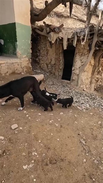 Lovely Dog In Iran Villager #nomad | Nomadic Lifestyle
