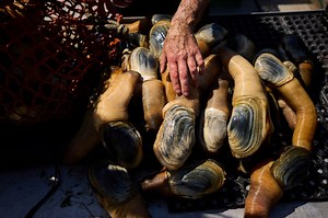 Trump trade war slams PNW divers who hand-harvest these unusual mollusks
